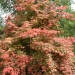 Acer palmatum 'Deshojo'