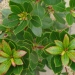 Arbutus unedo 'Compacta'