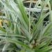 Astelia banksii