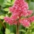 Astilbe arendsii 'Gertrud Brix'