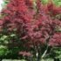 Acer palmatum 'Atropurpureum'