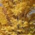 Acer palmatum 'Sango-kaku'
