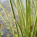 Acorus calamus 'Variegatus'