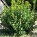 Arbutus unedo