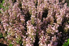 Ivette, Bugle, Bugle rampant 'rosea'