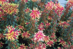 Amarante fournaise, Epinard chinois, Amarante tricolore