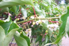 Actinidie, Actinidia