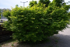 Acer palmatum