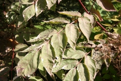 Aralia elata 'Variegata'