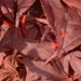 Erable du japon, Erable 'fireglow', Erable japonais