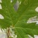 Erable, Erable argenté 'pyramidalis', Erable argenté, Erable pyramidal