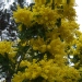 Acacia dealbata 'Mirandole'