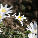 Anemone blanda 'White Splendour'