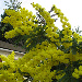 Acacia dealbata