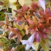 Abélie, Abelia 'kaleidoscope', Abélia à grandes fleurs 'kaleidoscope', Abelia