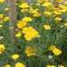 Achillée 'coronation gold', Achillée
