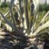 Agave americana 'Variegata'