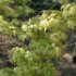 Acer palmatum 'Katsura'