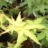 Acer palmatum 'Ueno Yama'