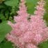 Astilbe chinensis 'Pumila'