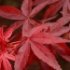 Acer palmatum 'Atropurpureum'