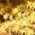 Acer palmatum 'Sango-kaku'