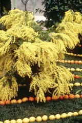 Acacia retinodes, Mimosa des 4 saisons