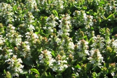 Ivette, Bugle rampant 'alba', Bugle