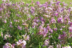 Arabette des alpes 'rosea grandiflora', Arabette