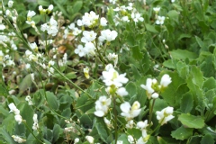 Arabette du caucase à fleurs doubles, Corbeille d'argent