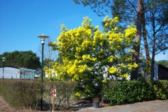Mimosa d'hiver