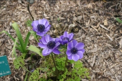Photo de Anemone coronaria