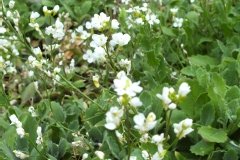 Arabette du caucase à fleurs doubles, Corbeille d'argent