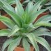Agave, Agave de smett