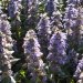 Ivette, Bugle, Bugle rampant 'braunherz'