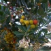 Arbutus unedo