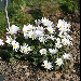 Anemone blanda 'White Splendour'