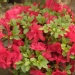 Azalea japonica 'Fête des Mères'