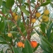 Arbutus unedo