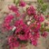 Azalea japonica 'Amoena'