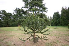 Araucaria araucana