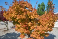 Acer palmatum 'Sango-kaku'