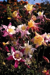 Ancolie 'mc kana'