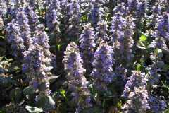 Ivette, Bugle, Bugle rampant 'braunherz'