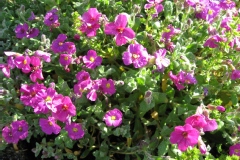 Aubriète 'cascade red'