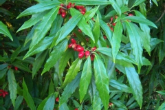 Photo de Aucuba japonica