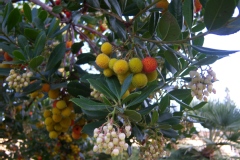 Arbre à fraises, Arbousier commun, Arbousier