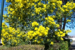 Mimosa d'hiver