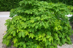 Aesculus parviflora