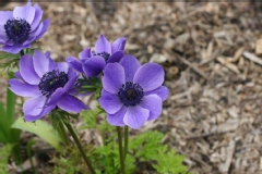 Anemone coronaria